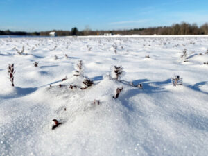 What’s Growing on, Carver? A Winter Look at Cranberry Bogs